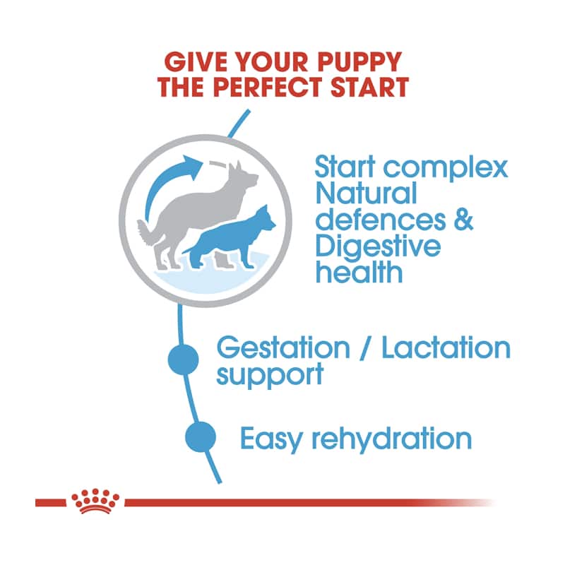 royal canin dog food maxi starter