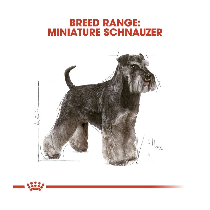 royal canin mini schnauzer